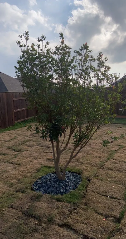 Affordable lawn care service experts serving New Braunfels, TX - Creative Landscape and Fencing