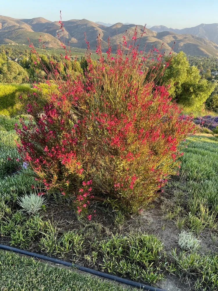 Trusted landscape design for beautiful yards across Malibu, CA - Creative Landscape Design & LED Lighting