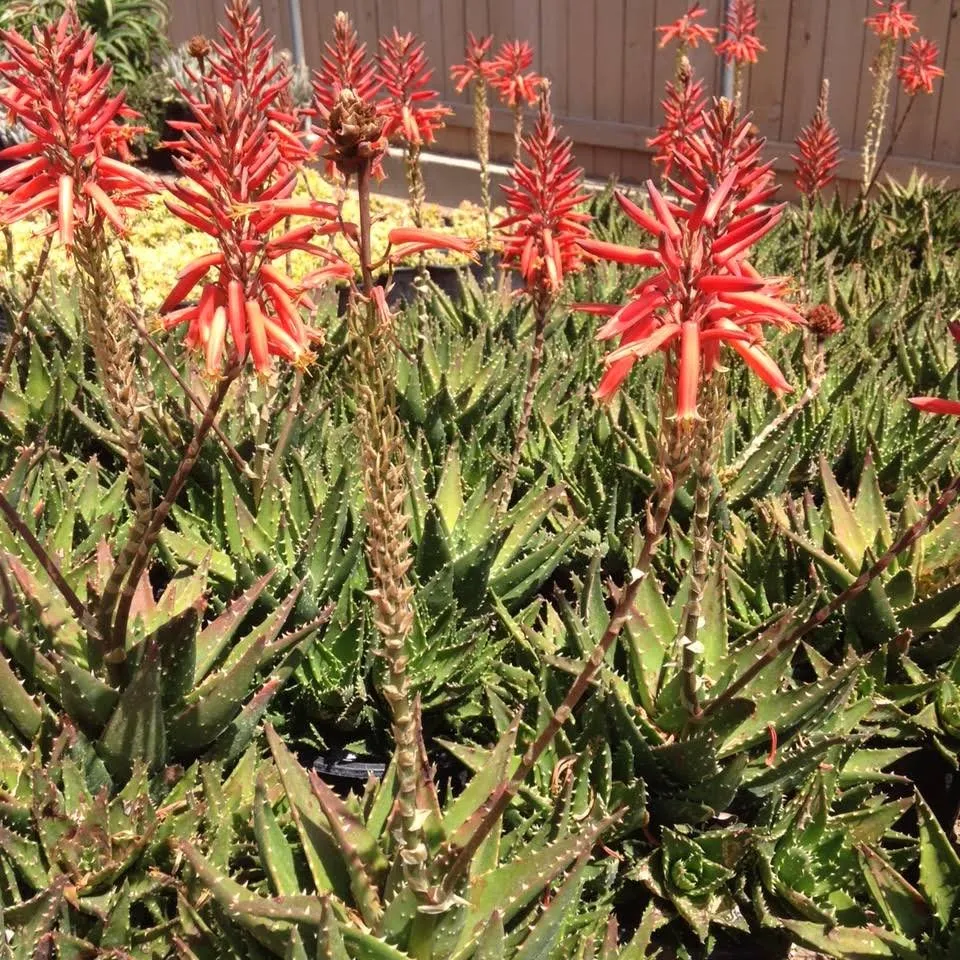 Trusted landscape installation for outdoor upgrades across Malibu, CA - Creative Landscape Design & LED Lighting