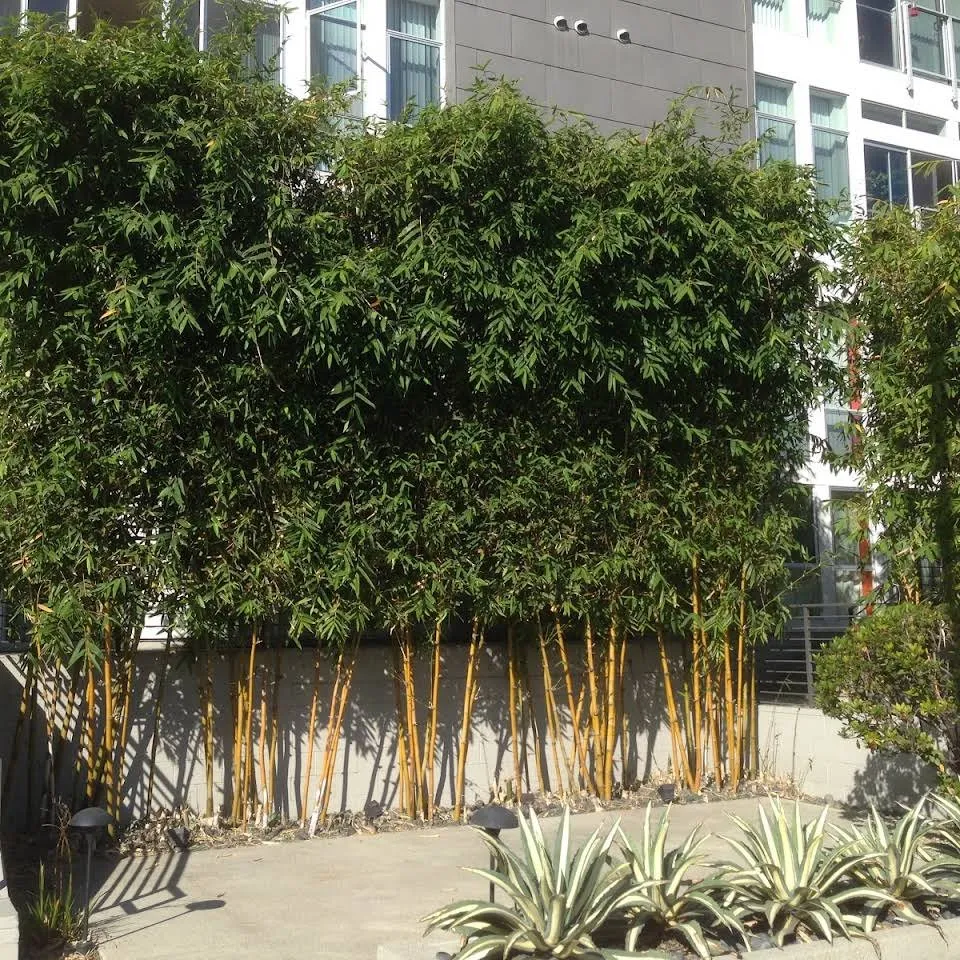 Custom lawn mowing service for residential properties across Malibu, CA - Creative Landscape Design & LED Lighting