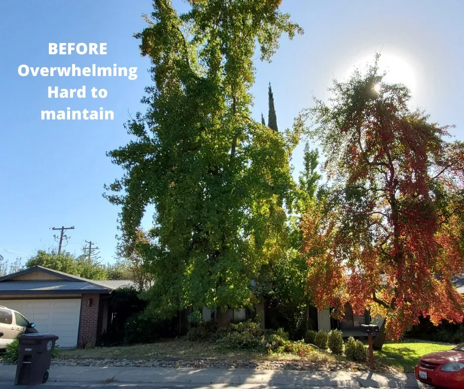 Reliable landscape design in Sacramento, CA - Creative Landscape Service