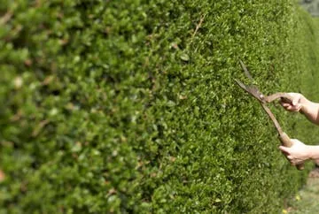 Trusted lawn care service in Hendersonville, NC - Creative Landscapes By Allen