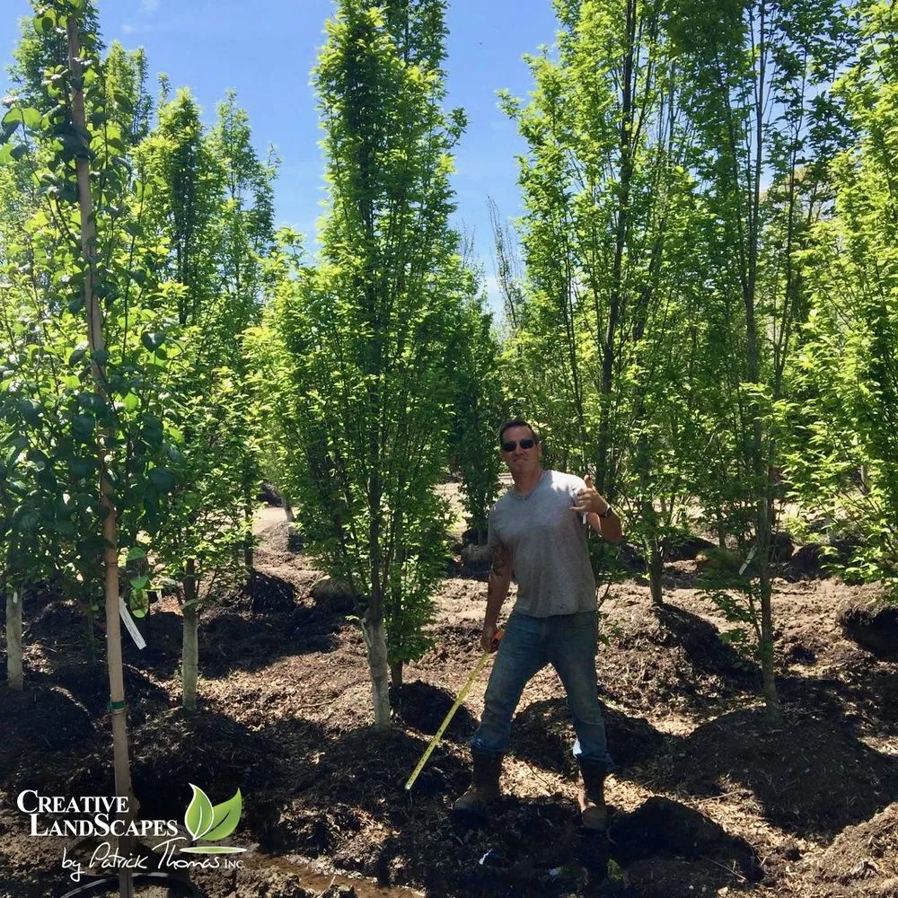 Trusted lawn care service for beautiful yards in Wantagh, NY by Creative Landscapes by Patrick Thomas