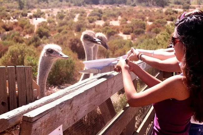 Professional landscape design experts serving Gig Harbor, WA - Creative Living Landscape Design