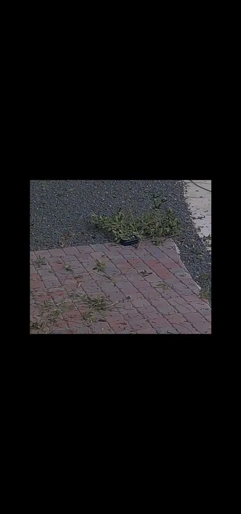 Custom yard maintenance in Pompano Beach, FL by Creative Measures Landscape & Irrigation Services