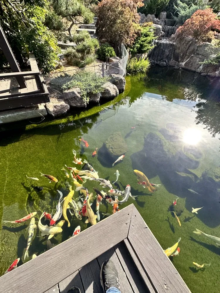 Reliable yard maintenance in San Bruno, CA by Creative Ponds and Gardens