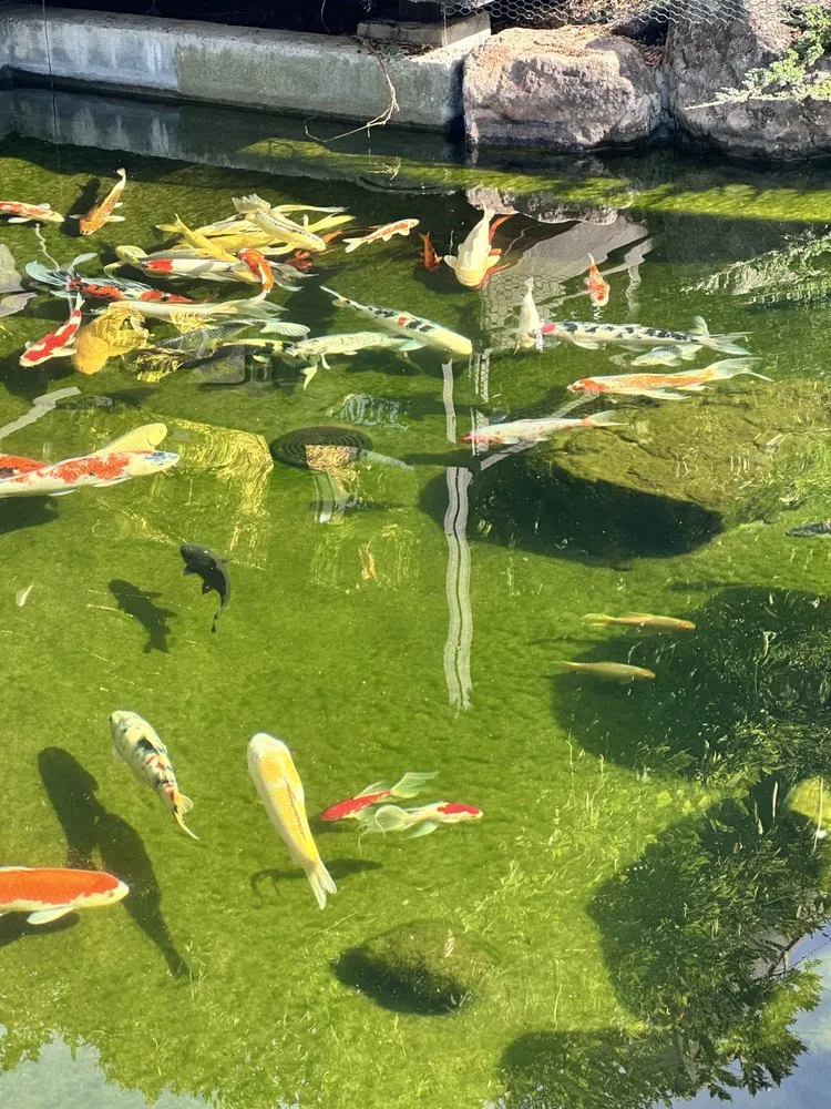 Top-rated yard cleanup service experts serving San Bruno, CA - Creative Ponds and Gardens