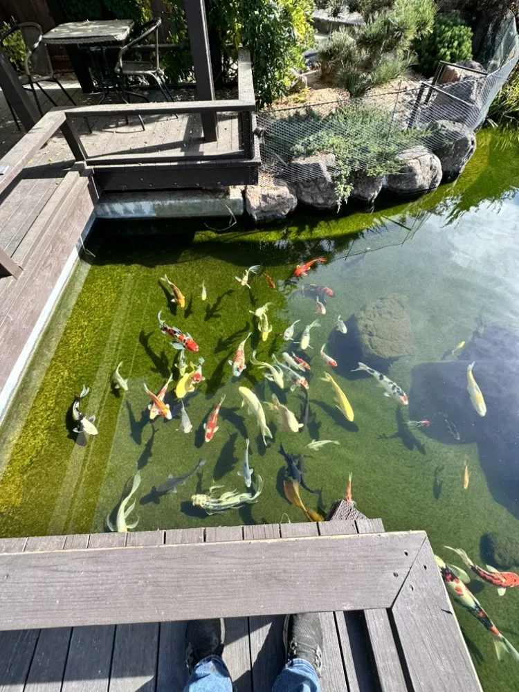 Reliable yard cleanup service experts serving San Bruno, CA - Creative Ponds and Gardens