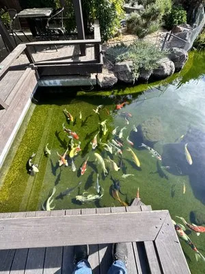 Creative Ponds and Gardens
