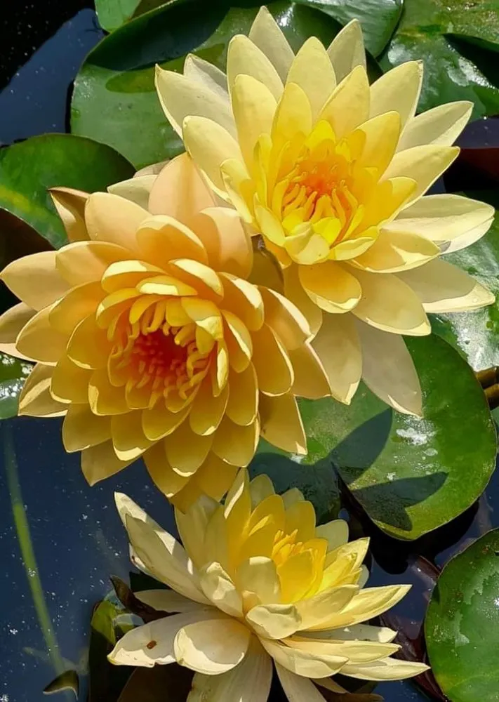 Custom landscape design with custom design across Tioga, TX - Creative Scapes Landscape & Design