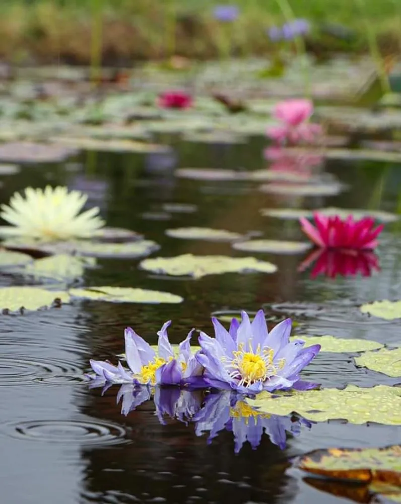 Trusted yard cleanup service in Tioga, TX by Creative Scapes Landscape & Design