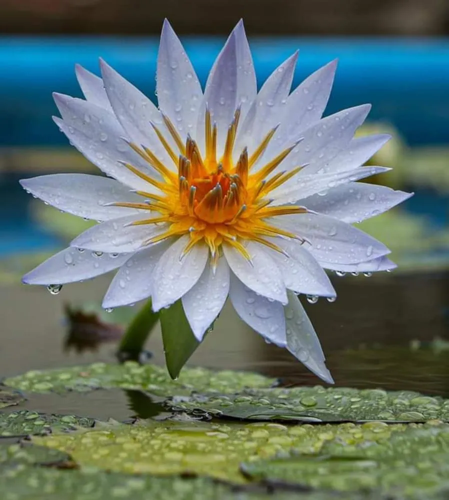 Trusted yard maintenance in Tioga, TX - Creative Scapes Landscape & Design