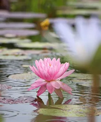 Creative Scapes Landscape & Design