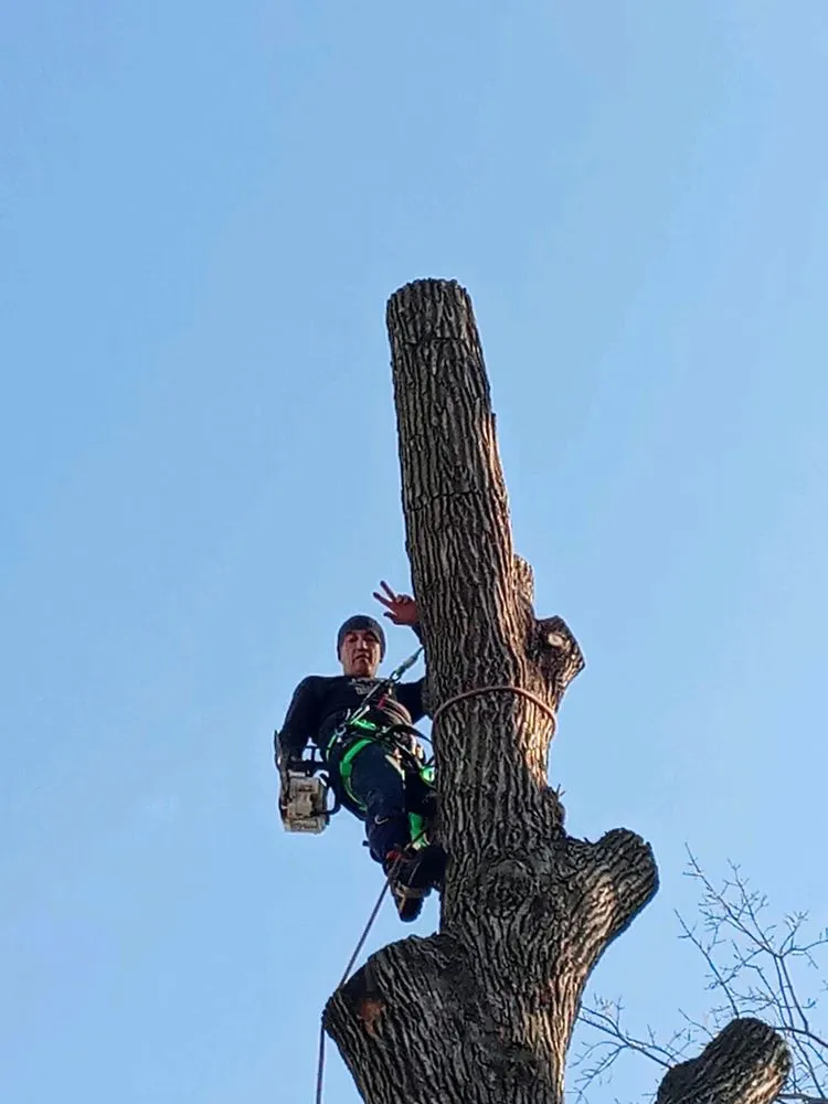 Custom yard maintenance in Jersey City, NJ - Creative Tree Service