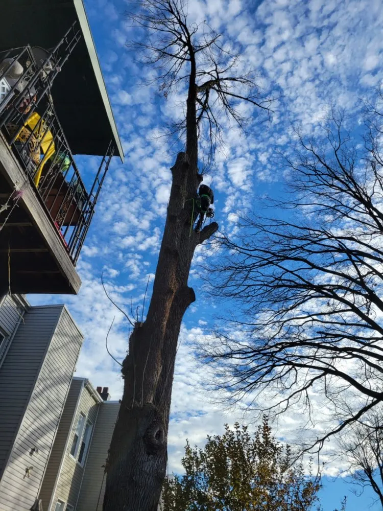 Expert garden landscaping for homes across Jersey City, NJ - Creative Tree Service
