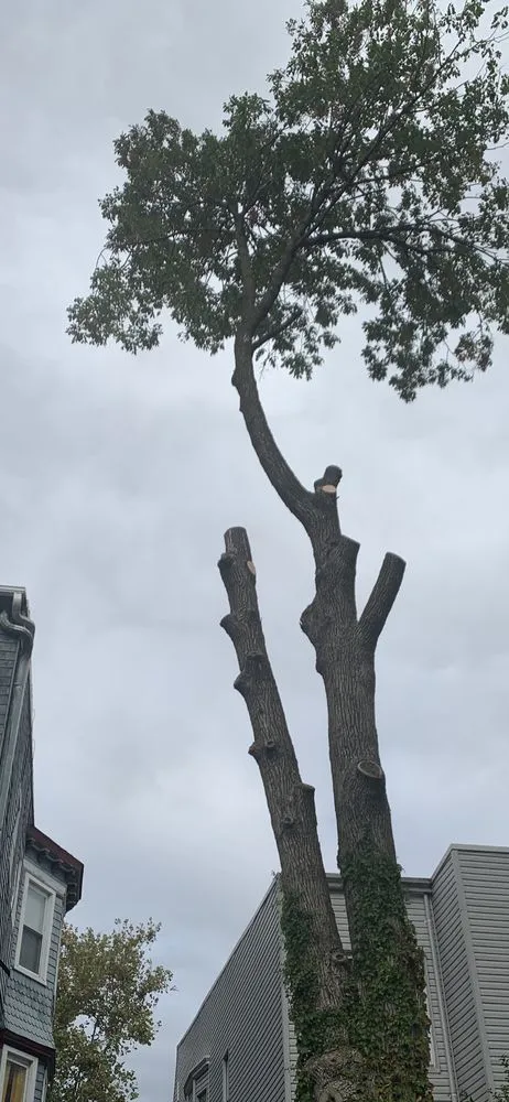 Trusted landscape design in Jersey City, NJ - Creative Tree Service