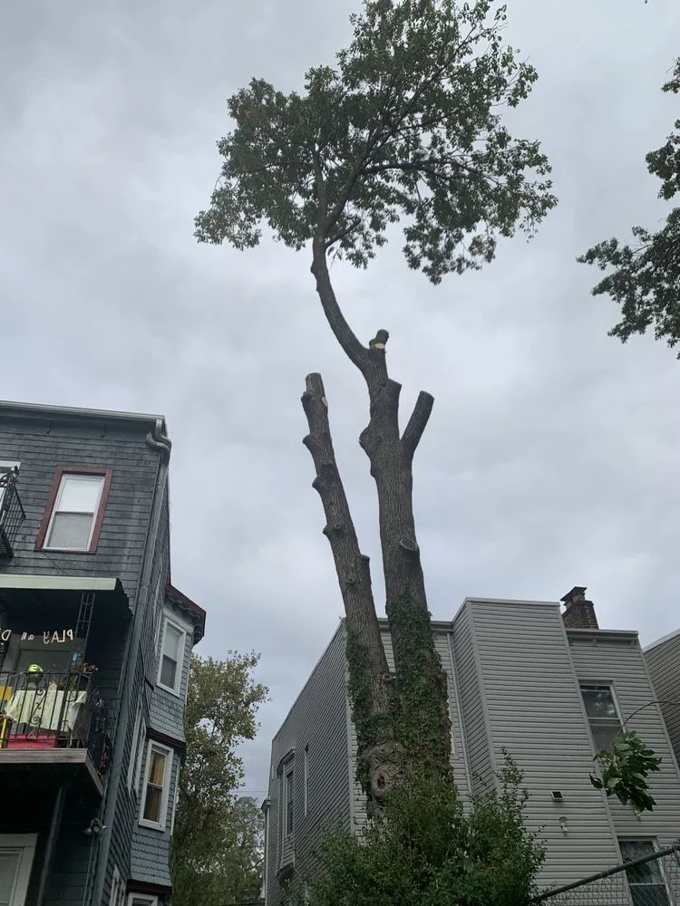 Local landscape installation in Jersey City, NJ - Creative Tree Service