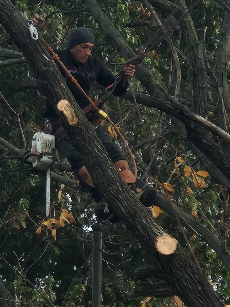 Affordable landscape installation for year-round maintenance across Jersey City, NJ - Creative Tree Service