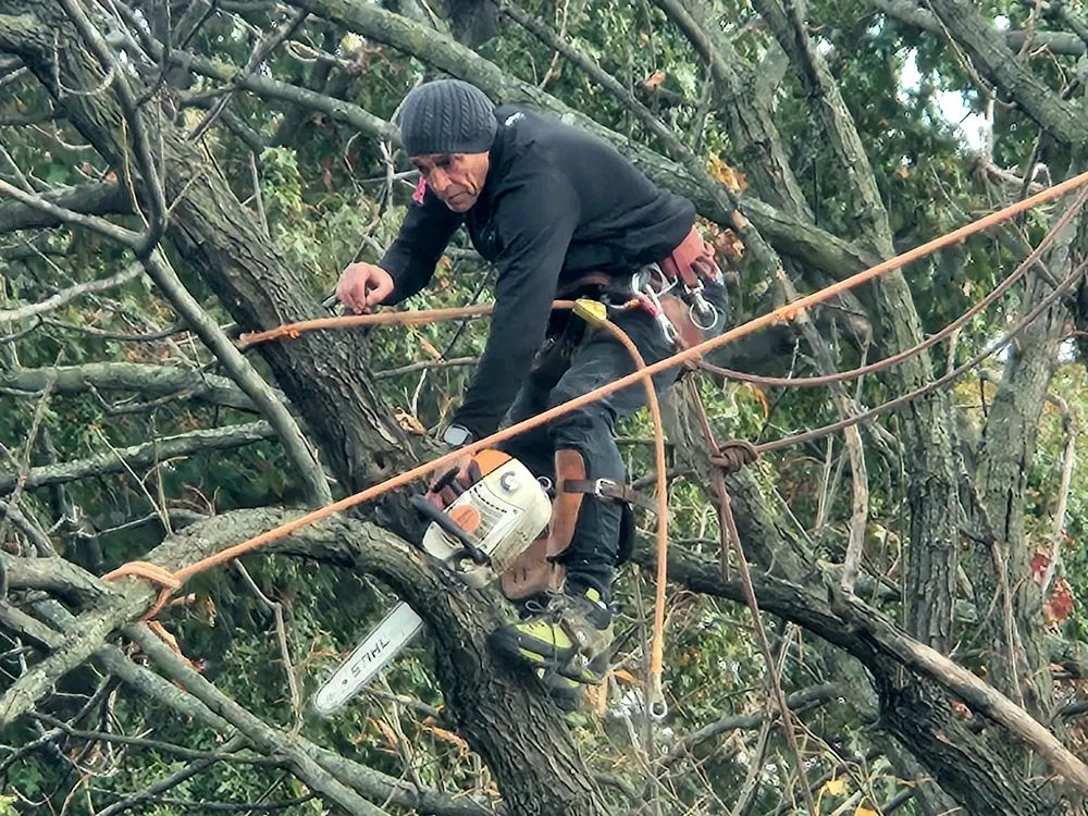 Top-rated landscape design in Jersey City, NJ by Creative Tree Service