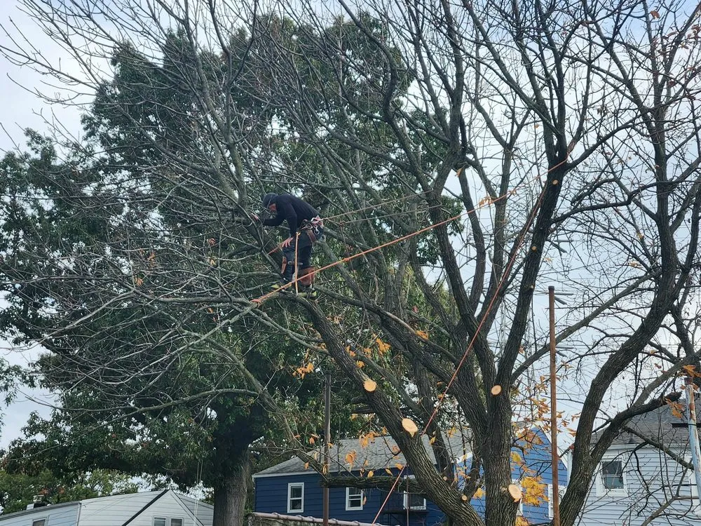 Local yard maintenance in Jersey City, NJ - Creative Tree Service