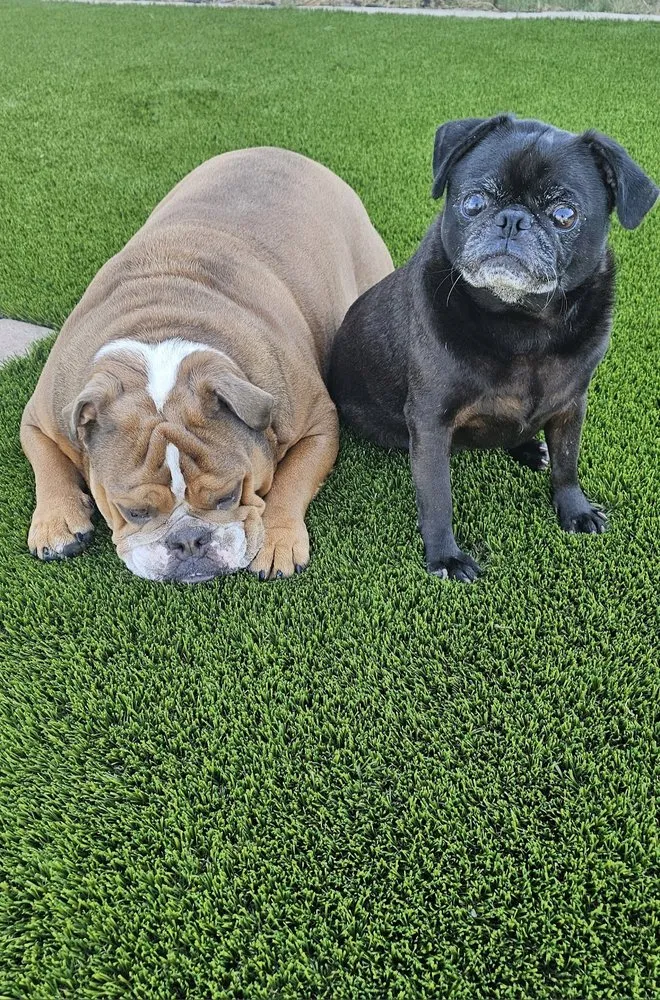 Reliable landscaping services experts serving San Diego, CA - Creative Turf Install