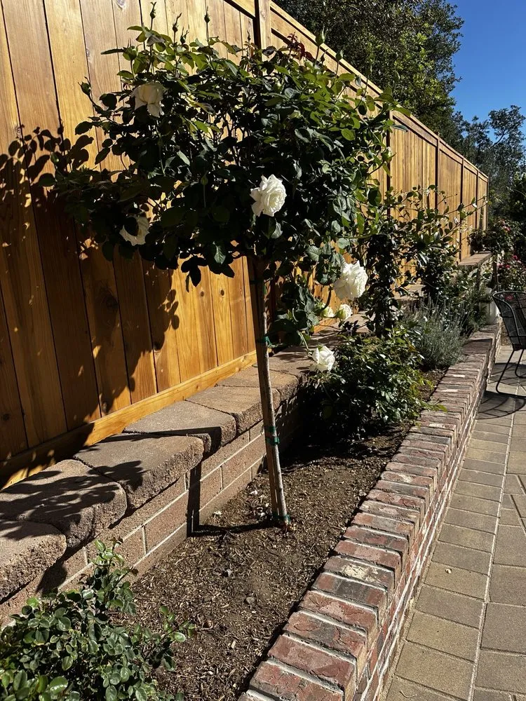 Custom yard cleanup service experts serving San Diego, CA - Creative Turf Install