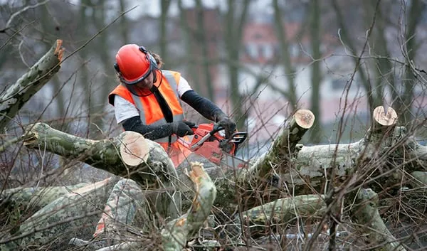 Creative Vision Tree & Landscape Services