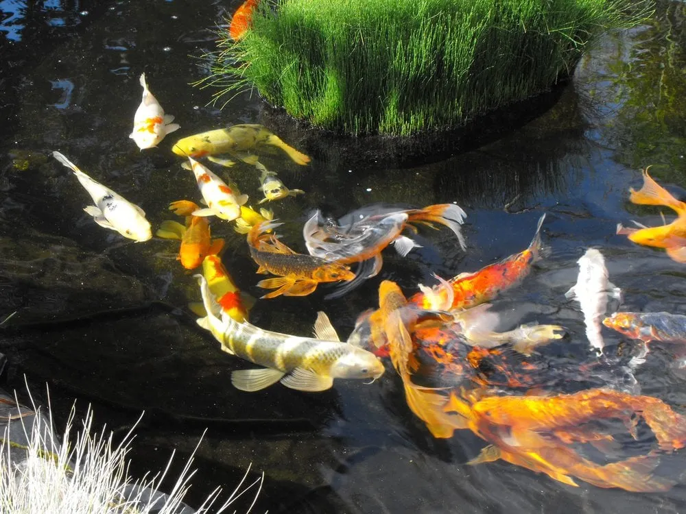 Reliable residential landscaping near you in Boring, OR by Creative Visions Landscapes