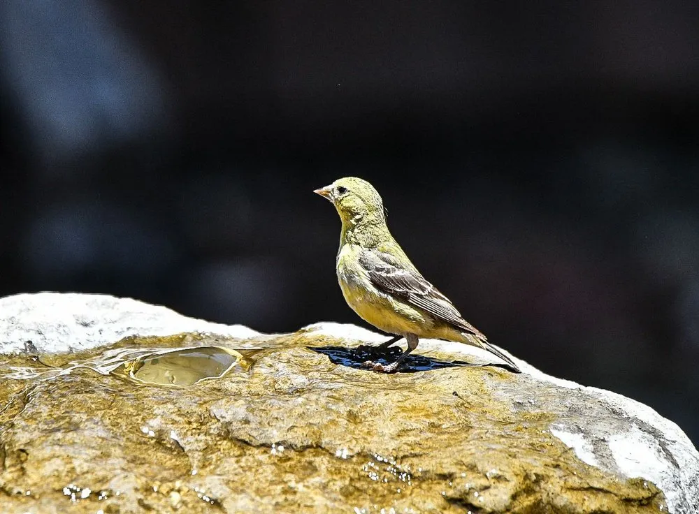 Professional residential landscaping in Escalon, CA - Creative Water Gardens