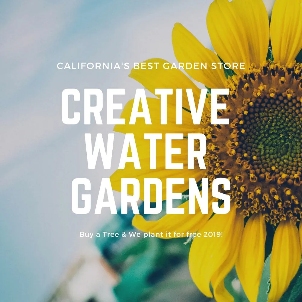 Professional outdoor landscaping in Escalon, CA by Creative Water Gardens