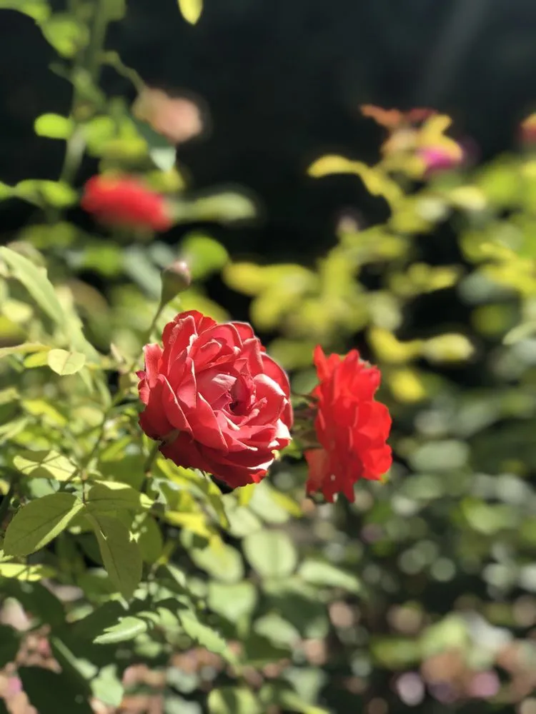 Trusted landscape installation near you in San Marino, CA by Creative Zen Inc