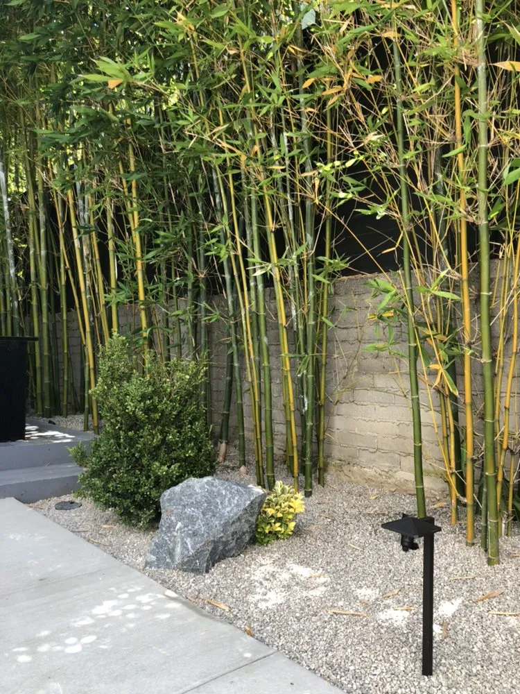 Local yard maintenance for year-round maintenance across San Marino, CA - Creative Zen Inc