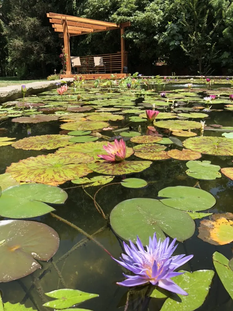 Local landscaping services for homes across San Marino, CA - Creative Zen Inc