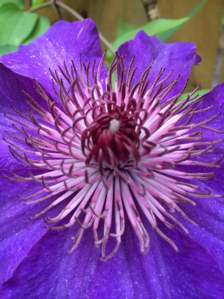 Reliable yard cleanup service experts serving Atlanta, GA - CreativeSpaces Landscape Design