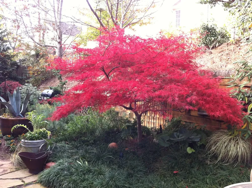 Expert yard maintenance in Decatur, GA by CreativeSpaces LLC