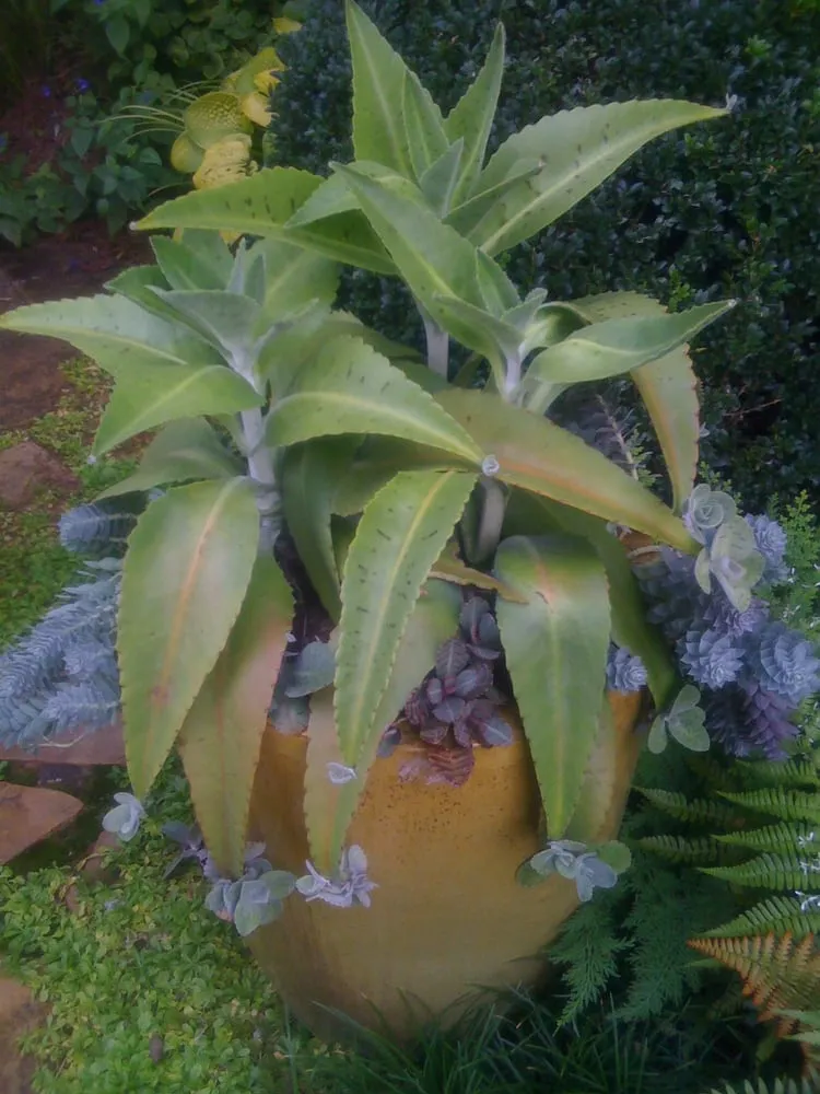 Local landscape design experts serving Decatur, GA - CreativeSpaces LLC