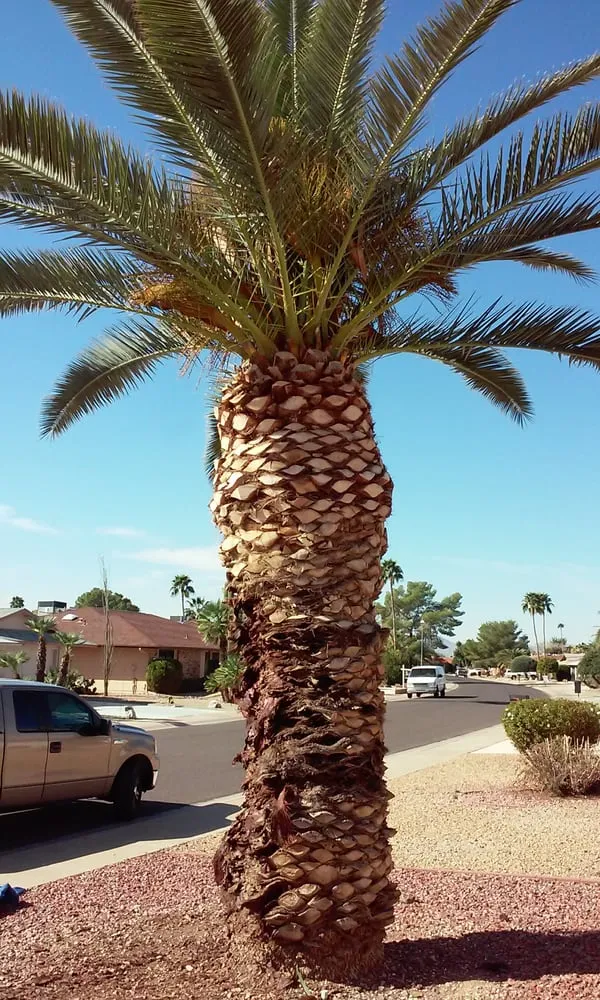 Affordable residential landscaping near you across Surprise, AZ - CreativeTouch Landscaping, Maintenance & Irrigation