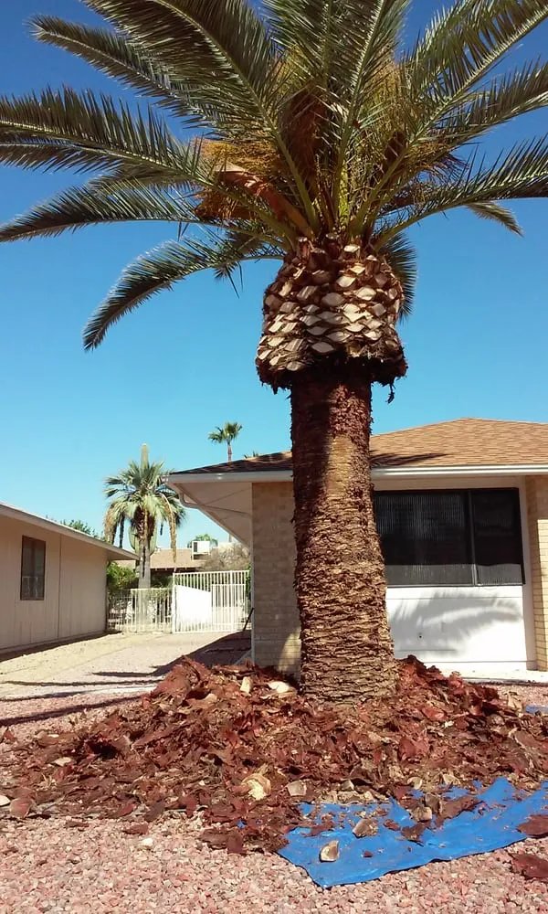 Affordable yard cleanup service in Surprise, AZ by CreativeTouch Landscaping, Maintenance & Irrigation