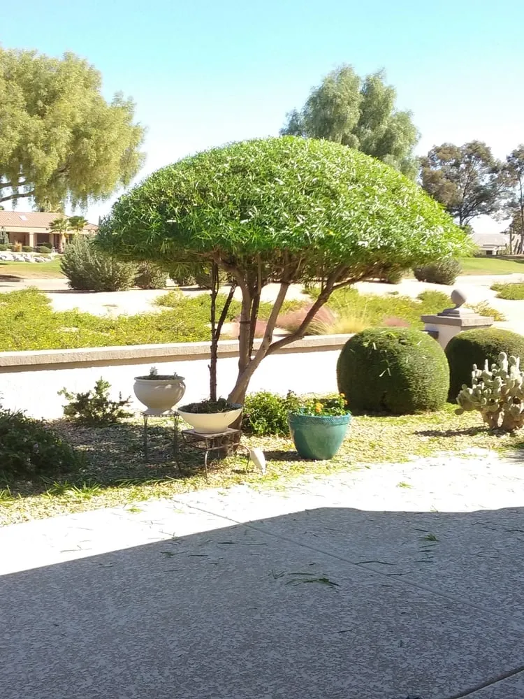 Professional lawn mowing service experts serving Surprise, AZ - CreativeTouch Landscaping, Maintenance & Irrigation