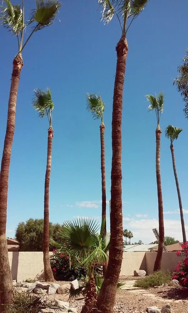 Reliable landscape design for beautiful yards in Surprise, AZ by CreativeTouch Landscaping, Maintenance & Irrigation