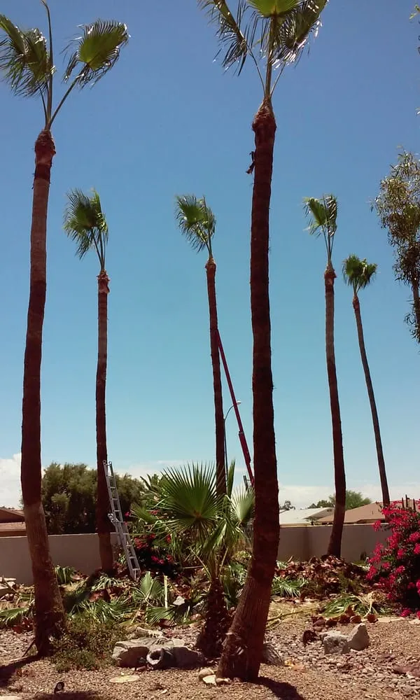 Affordable garden landscaping with custom design across Surprise, AZ - CreativeTouch Landscaping, Maintenance & Irrigation