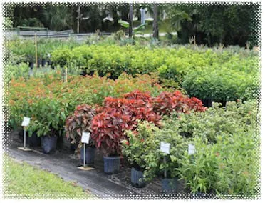 Reliable garden landscaping in Stuart, FL - Creek Nursery