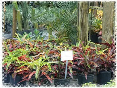 Professional garden landscaping in Stuart, FL - Creek Nursery