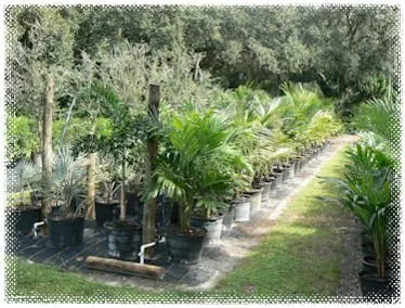 Trusted landscape installation experts serving Stuart, FL - Creek Nursery