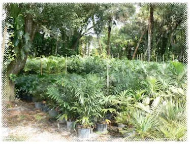 Local outdoor landscaping for residential properties in Stuart, FL by Creek Nursery