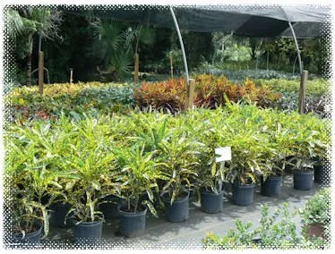 Top-rated lawn care service in Stuart, FL by Creek Nursery