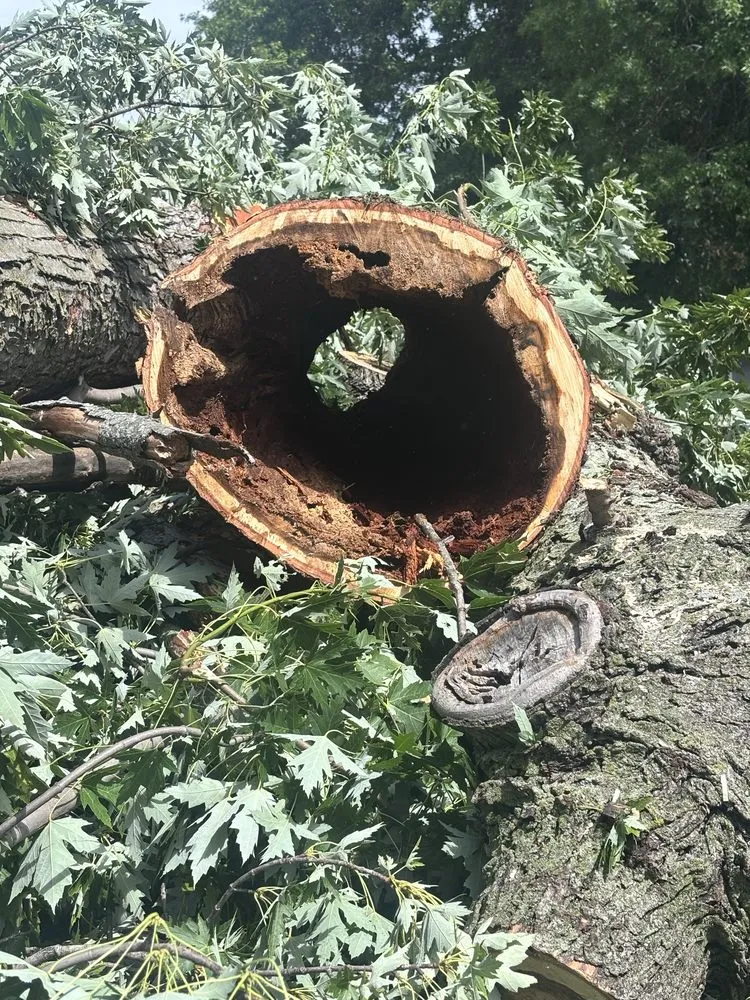 Custom landscaping services for outdoor upgrades across Olathe, KS - Creek Tree Service