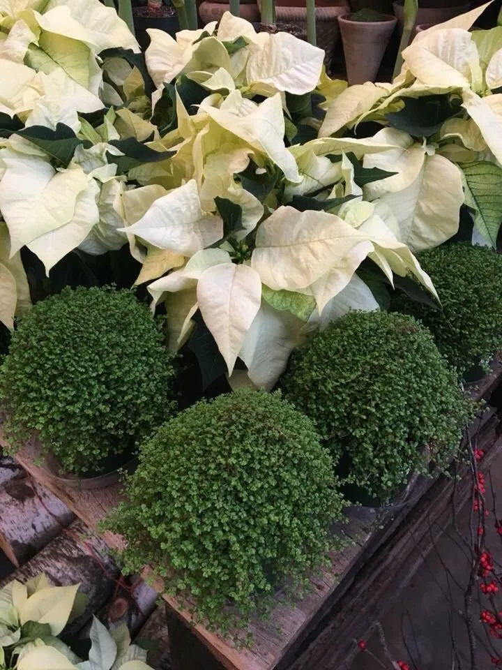 Custom outdoor landscaping in Nashville, TN by Creekside Garden Center & Landscaping