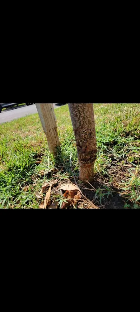 Reliable landscape design in Los Banos, CA - Creekside Landscape