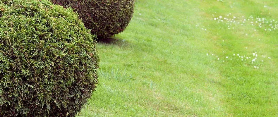 Custom yard cleanup service in Bethalto, IL by Creekside Landscapes